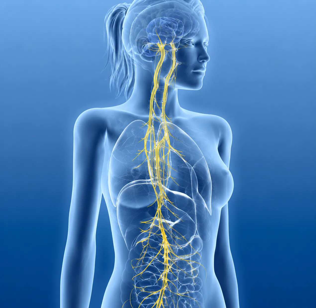 The vagus nerve through the body, from brain to abdomen
