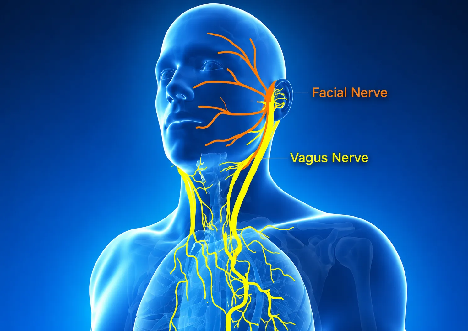 The facial nerve and the vagus nerve around the head and neck